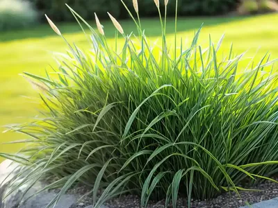 Carex Laxiculmis (Spreading Sedge)