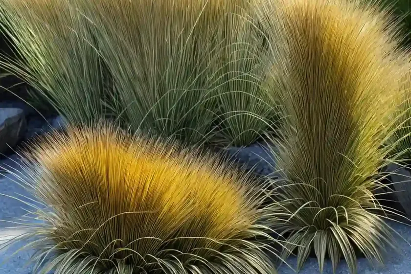Carex Oshimensis ‘Evergold’ (Japanese Sedge) — photo 2