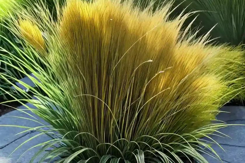 Carex Oshimensis ‘Evergold’ (Japanese Sedge) — photo 3