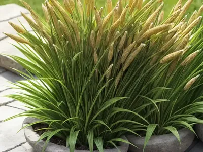 Carex Plantaginea (Plantain-Leaf Sedge)