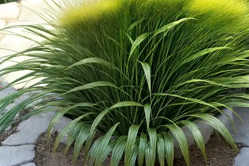 Carex pseudocyperus (sedge hop) — photo 2