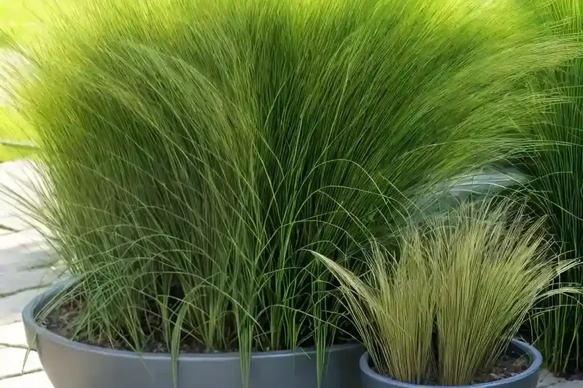 Carex pseudocyperus (sedge hop) — photo 3