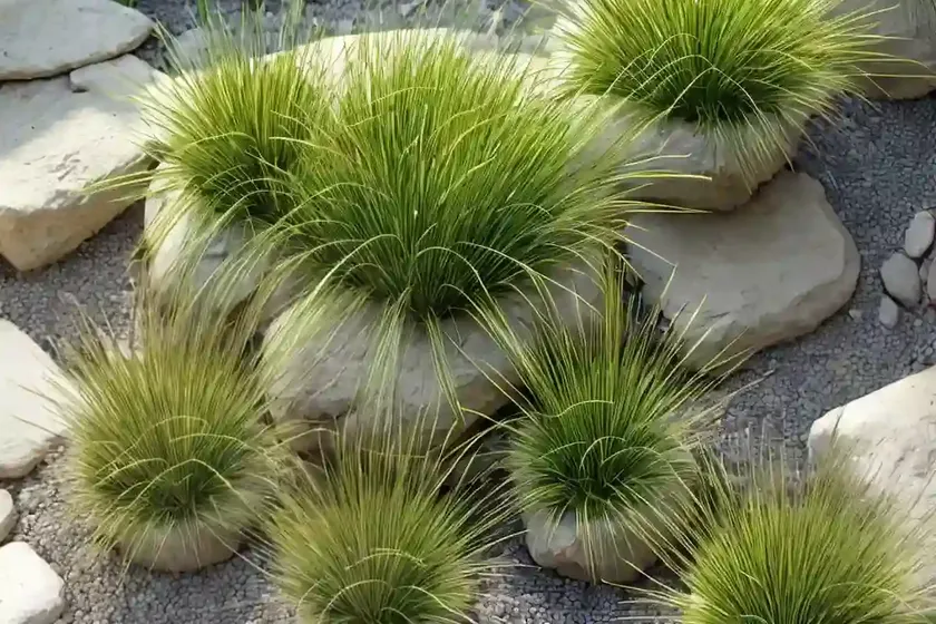 Carex stricta (tussock sedge) — photo 2