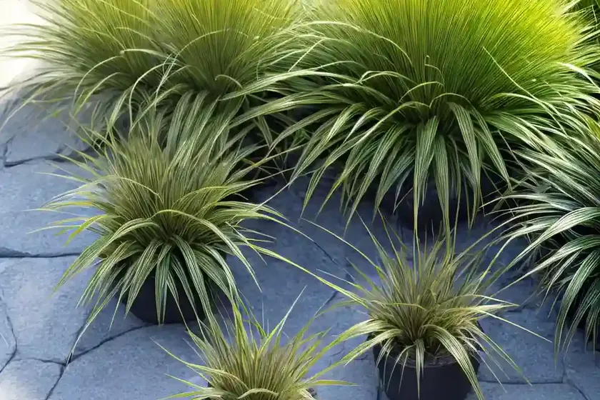 Carex testacea (new zealand hair sedge) — photo 2
