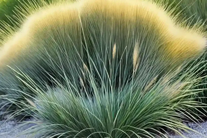 Carex tumulicola (foothill sedge) — photo 3