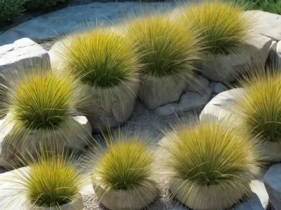 Carex Tumulicola (Foothill Sedge)