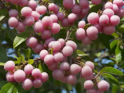 Carolina Cherry (Prunus Caroliniana)
