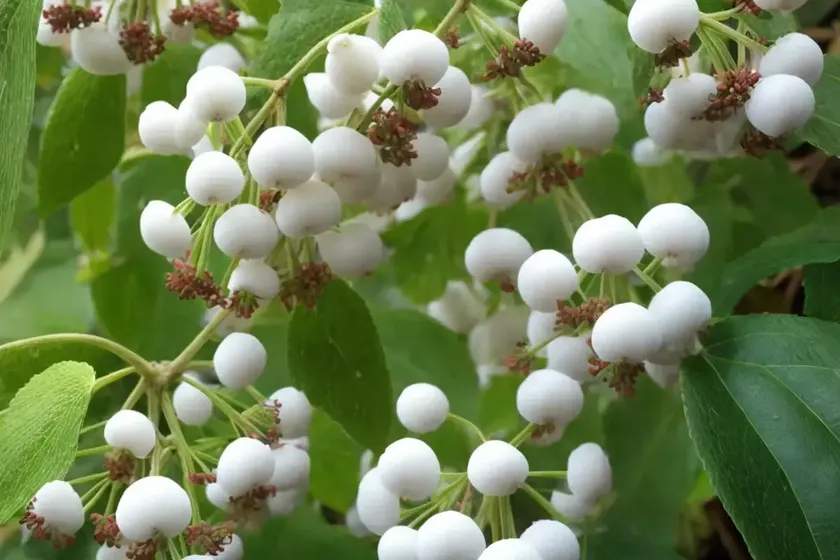 Carolina moonseed (cocculus carolinus) — photo 3
