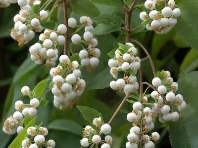 Carolina Moonseed (Cocculus Carolinus)