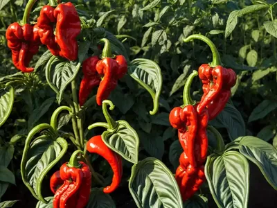 Carolina Reaper (Capsicum Chinense)