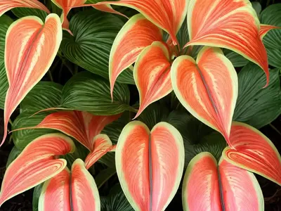 Carolyn Wharton Caladium (Caladium Bicolor ‘Carolyn Whorton’)