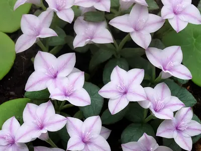 Carruthers’ Falseface (Pseuderanthemum Carruthersii)