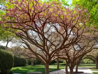 Carya Illinoinensis (Hardy Pecan)
