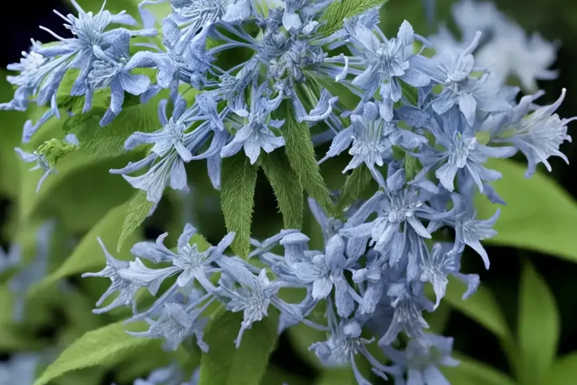 Caryopteris Divaricata ‘Snow Fairy’ (Bluebeard) — photo 2