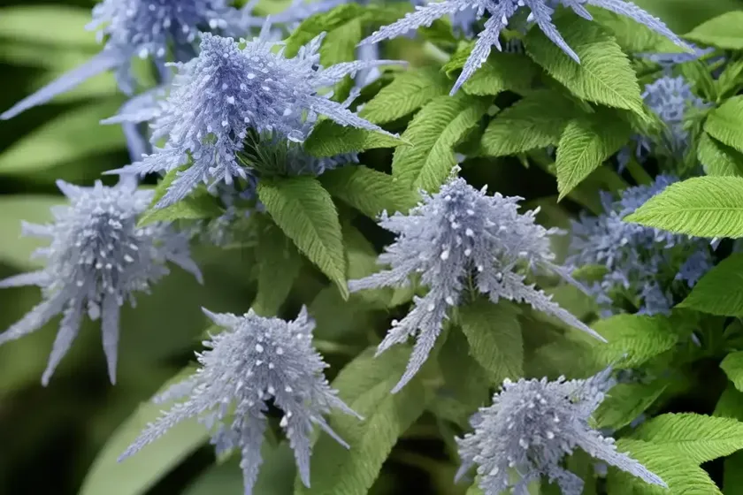 Caryopteris Divaricata ‘Snow Fairy’ (Bluebeard) — photo 3