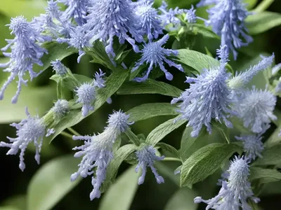 Caryopteris Divaricata ‘Snow Fairy’ (Bluebeard)