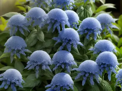 Caryopteris Incana ‘Jason’ Sunshine Blue� (Bluebeard)