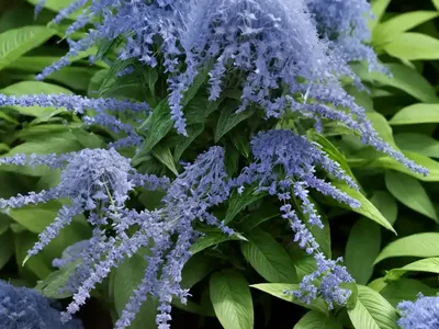 Caryopteris X Clandonensis Beyond Midnight� (Bluebeard)