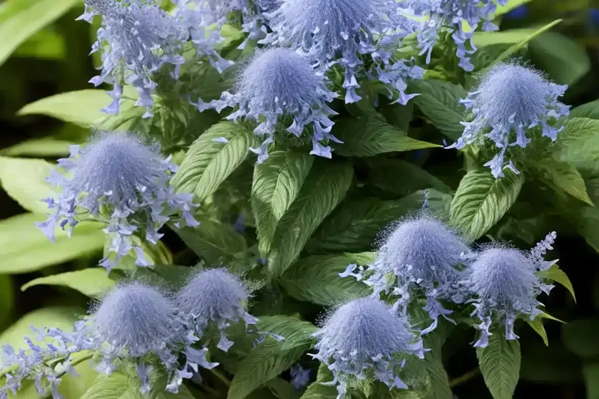 Caryopteris x clandonensis ‘hint of gold’ (bluebeard) — photo 2