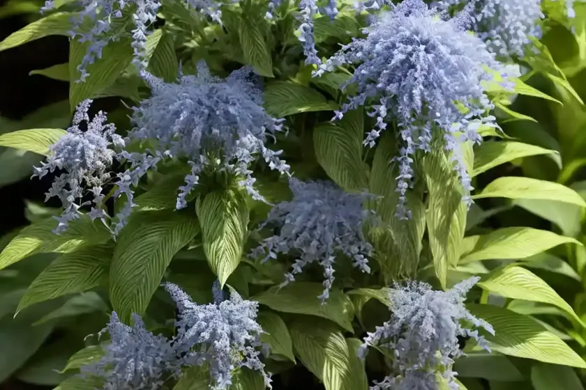 Caryopteris x clandonensis ‘hint of gold’ (bluebeard) — photo 3