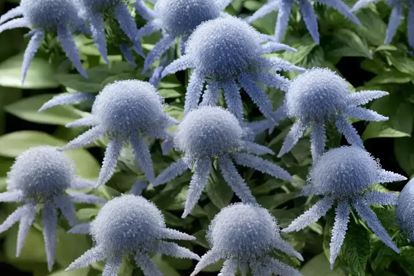 Caryopteris x clandonensis ‘kew blue’ (bluebeard) — photo 2