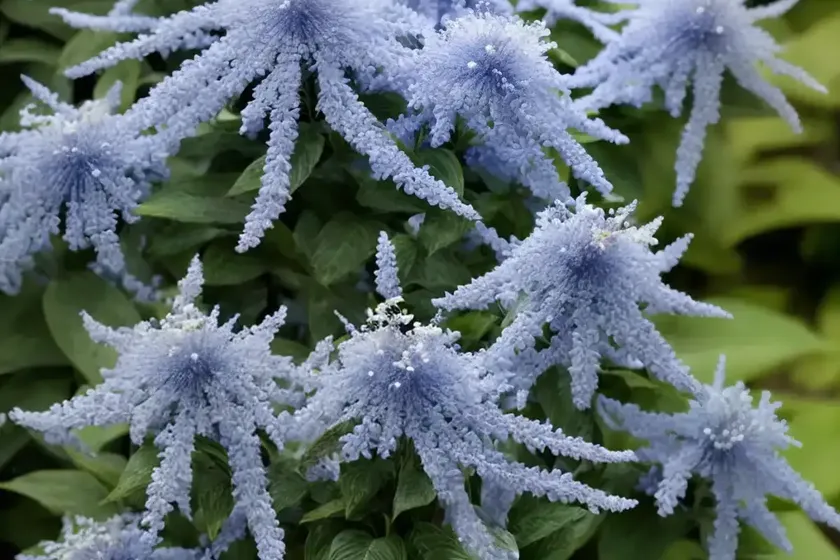 Caryopteris x clandonensis ‘kew blue’ (bluebeard) — photo 3