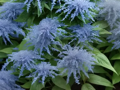 Caryopteris X Clandonensis ‘Kew Blue’ (Bluebeard)