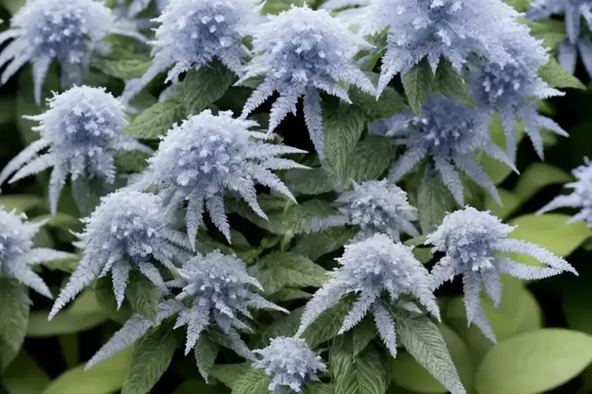 Caryopteris x clandonensis ‘lissilv’ sterling silver (bluebeard) — photo 2