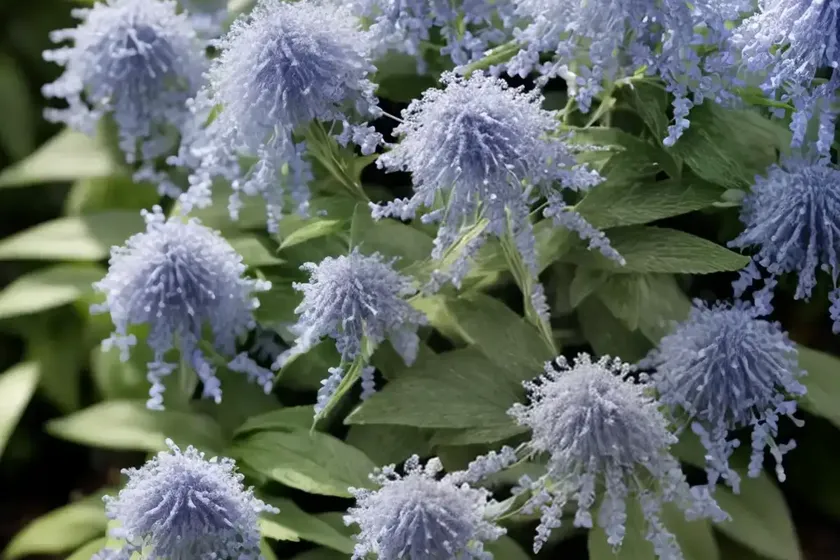 Caryopteris x clandonensis ‘lissilv’ sterling silver (bluebeard) — photo 3