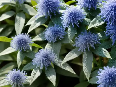 Caryopteris X Clandonensis ‘Lissilv’ Sterling Silver (Bluebeard)