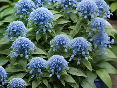 Caryopteris X Clandonensis ‘Minbleu’ Petit Bleu� (Bluebeard)