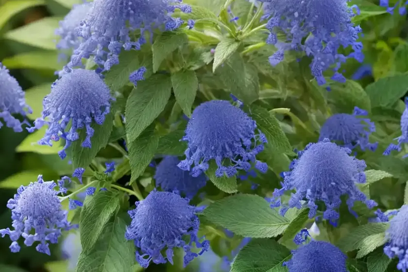 Caryopteris x clandonensis ‘summer sorbet’ (bluebeard) — photo 2