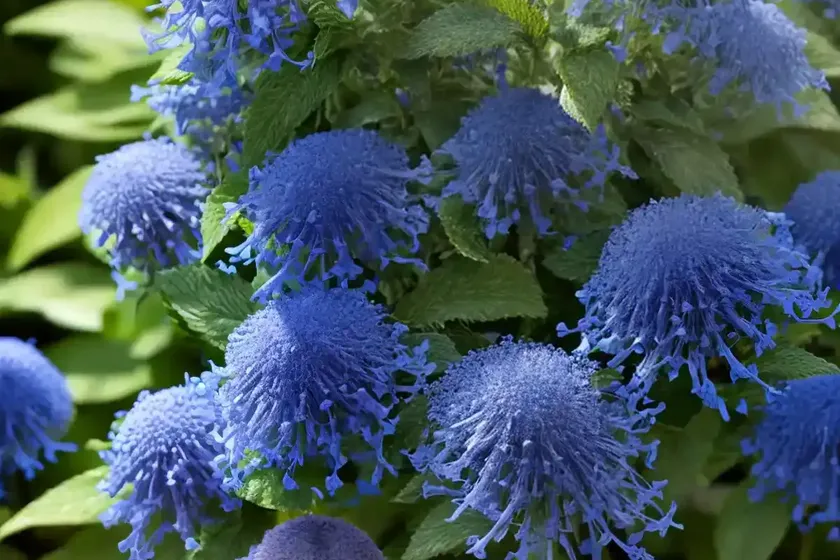 Caryopteris x clandonensis ‘summer sorbet’ (bluebeard) — photo 3