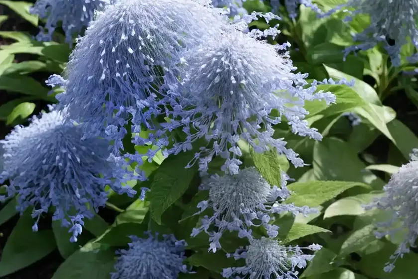 Caryopteris x clandonensis ‘white surprise’ (bluebeard) — photo 2