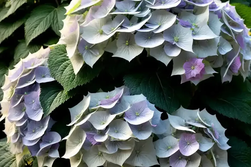 Cascade Hydrangea (Hydrangea ‘USHYD0405’ FAIRYTRAIL BRIDE) — photo 2
