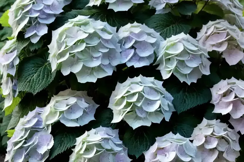 Cascade Hydrangea (Hydrangea ‘USHYD0405’ FAIRYTRAIL BRIDE) — photo 3