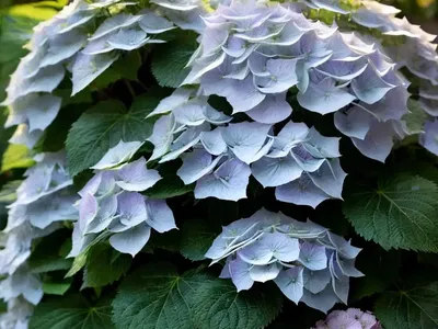 Cascade Hydrangea (Hydrangea ‘USHYD0405’ FAIRYTRAIL BRIDE)