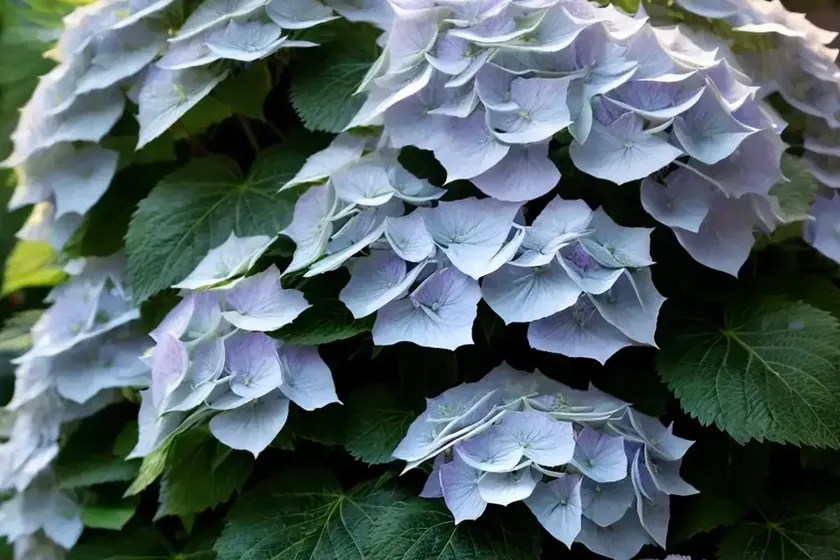 Cascade Hydrangea (Hydrangea ‘USHYD0405’ FAIRYTRAIL BRIDE)
