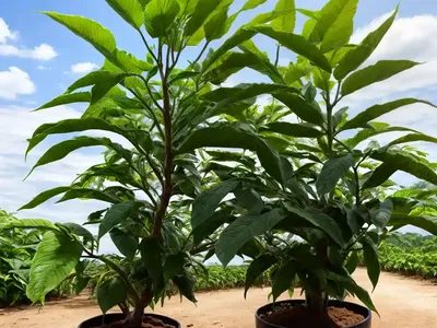 Cassava (Manihot Esculenta)