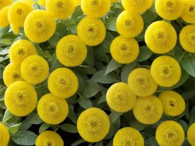 Cassie Absolute (Acacia Farnesiana)