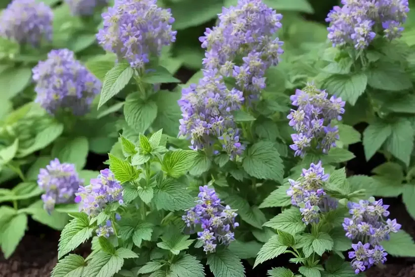 Cat mint (nepeta racemosa) — photo 3