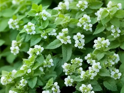 Cat Mint (Nepeta Racemosa)