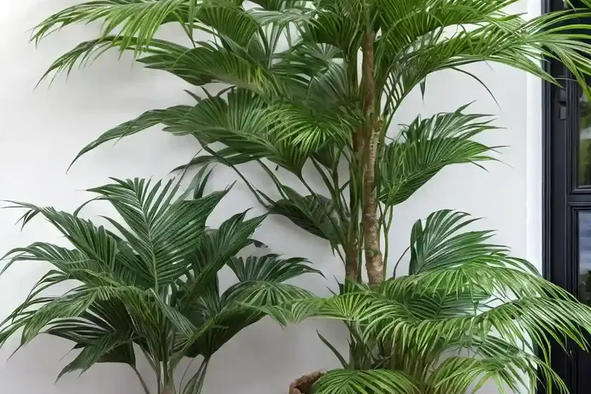 Cat palm (chamaedorea cataractarum) — photo 2