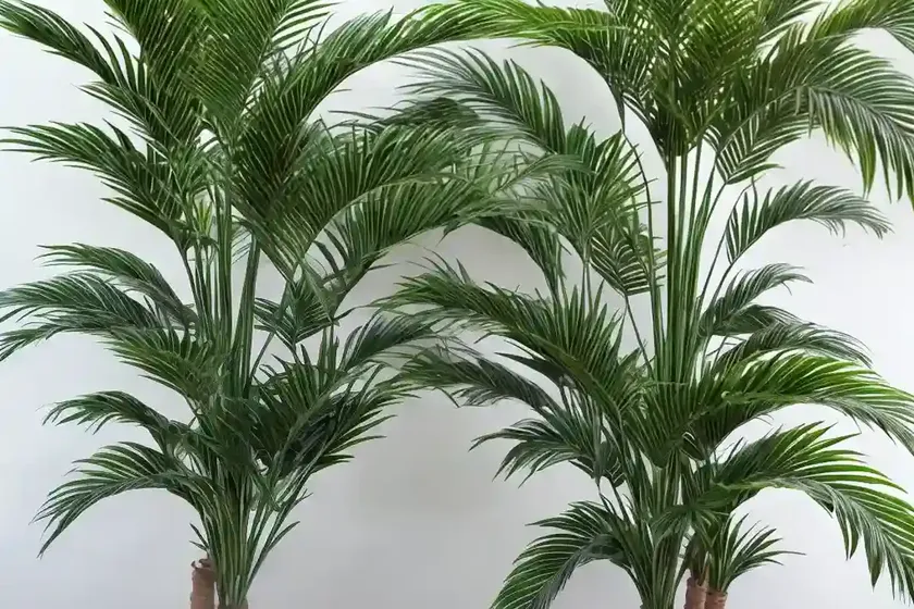 Cat palm (chamaedorea cataractarum) — photo 3