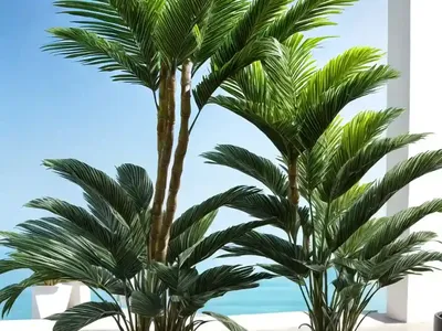 Cat Palm (Chamaedorea Cataractarum)