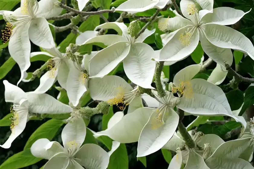 Catalpa bignonioides ‘aurea’ (southern catalpa) — photo 2