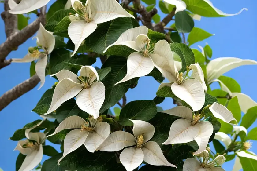 Catalpa bignonioides (southern catalpa) — photo 2