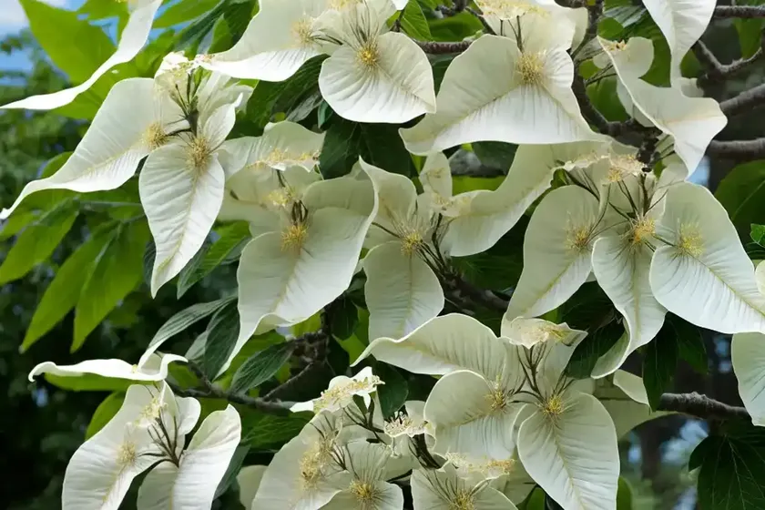 Catalpa bignonioides (southern catalpa) — photo 3