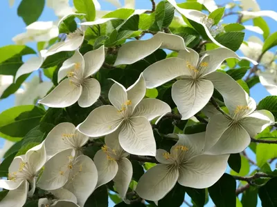 Catalpa Bignonioides (Southern Catalpa)
