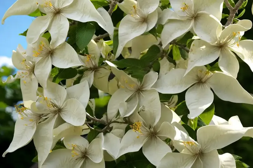 Catalpa (catalpa bignonioides) — photo 2